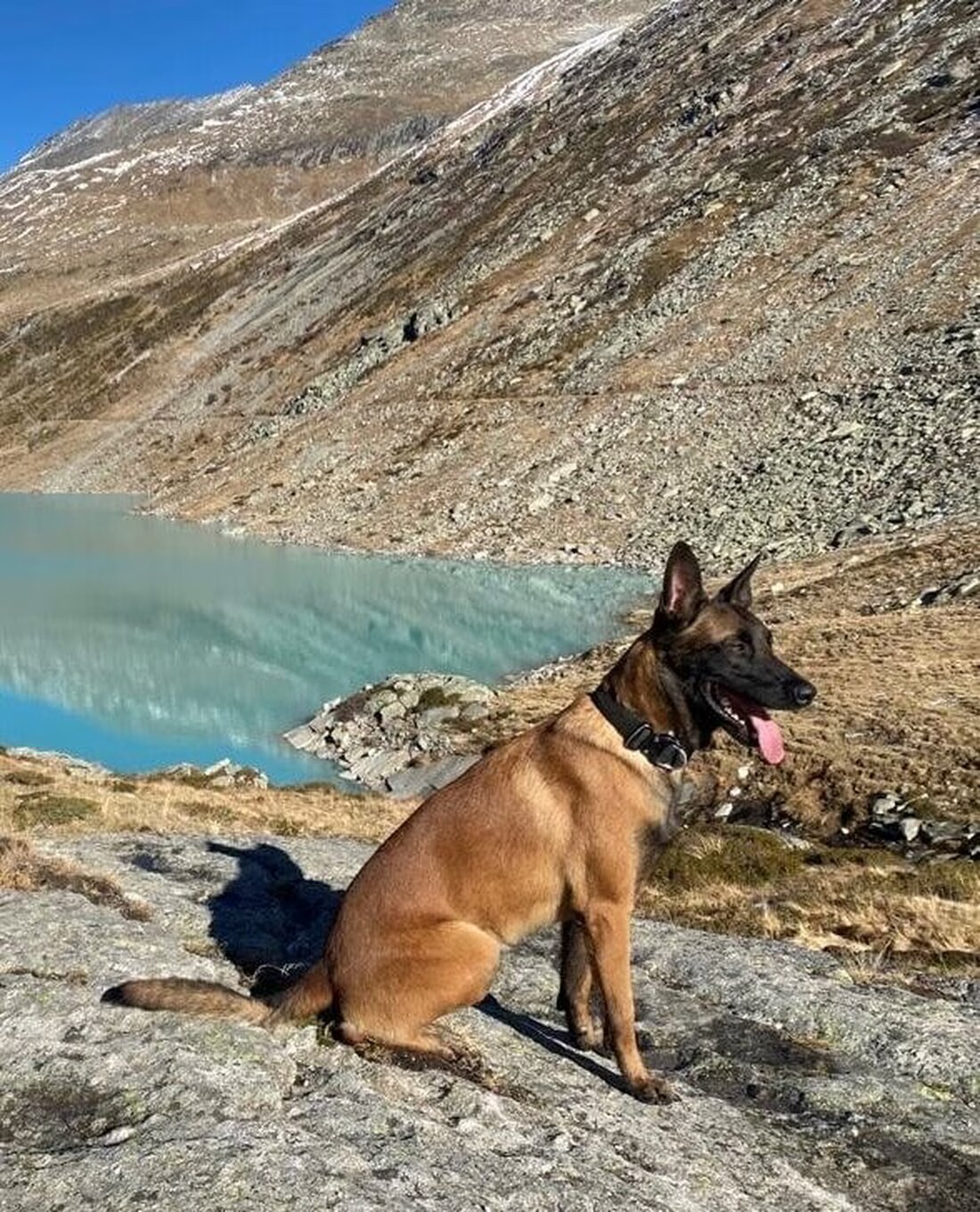 Polizeihund Rocky findet flüchtigen Lenker nach Verkehrsunfall in Sembrancher, rettet ihn vor eisigen Temperaturen.