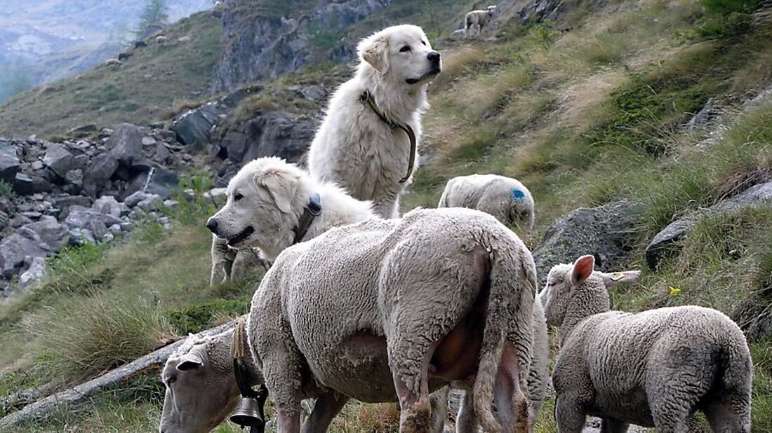 Der Kanton Glarus plant bis 2029 Maßnahmen zur Stärkung des Herdenschutzes gegen Wolfsangriffe auf Nutztiere.