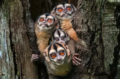 NaturVision-Filmtage: Entdecken Sie die faszinierende Tierwelt in St.Gallen!