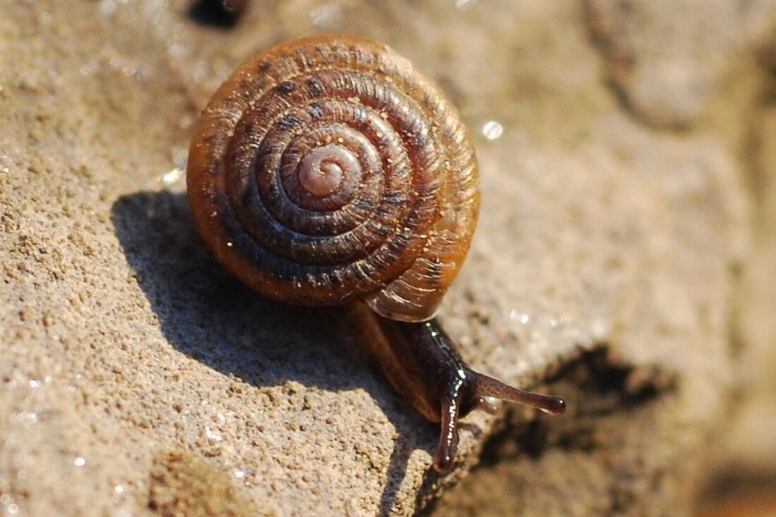 Der Kanton Nidwalden verstärkt den Schutz der seltenen Haarschnecke durch eine Verordnung, die ab 2026 in Kraft tritt.