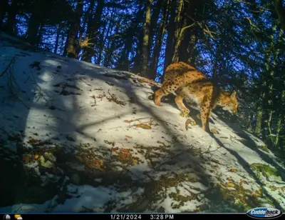 Junger Luchs illegal gefangen: Schnelle Rettung durch das WNA!