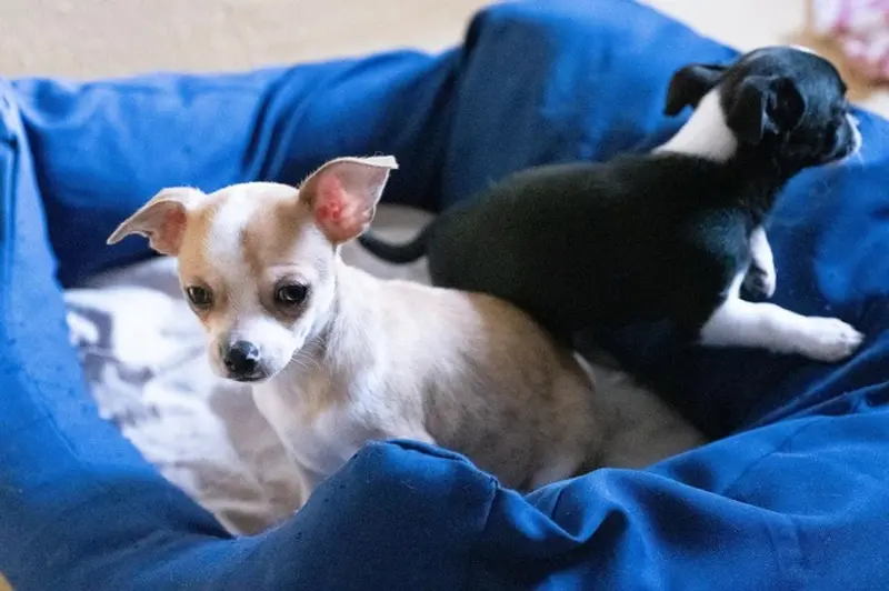 EU-Beschluss: Neues Gesetz kämpft gegen illegalen Hunde- und Katzenhandel!