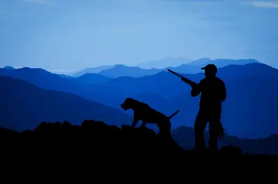 Jagd 2024: Höhere Abschussquote und neue Regeln für Kormorane!