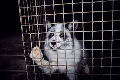 Polen sagt  Nein  zu Pelzfarmen: Ein großer Schritt für den Tierschutz!