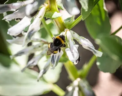 Körnerleguminosen: Superfoods für Umwelt und Gesundheit entdecken!