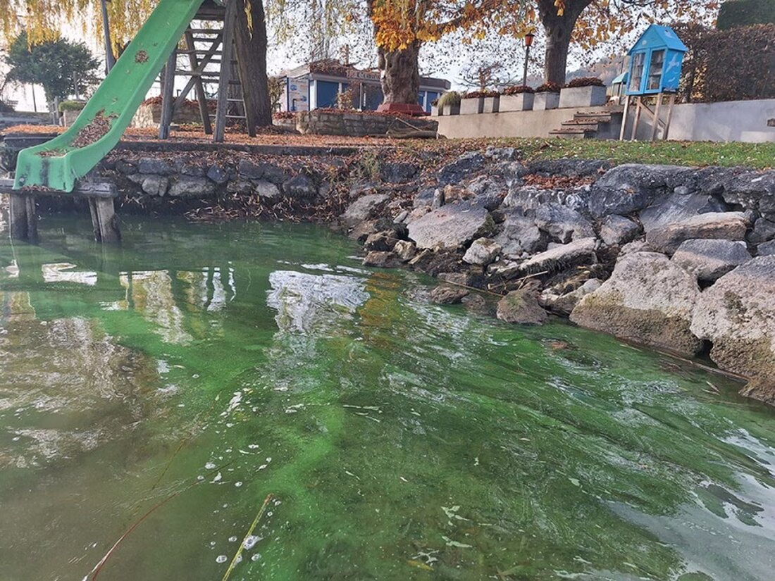 Cyanobakterienblüten im Murtensee gefährden Gesundheit und Umwelt. Tipps zum Schutz beim Baden und Umgang mit Wasser.