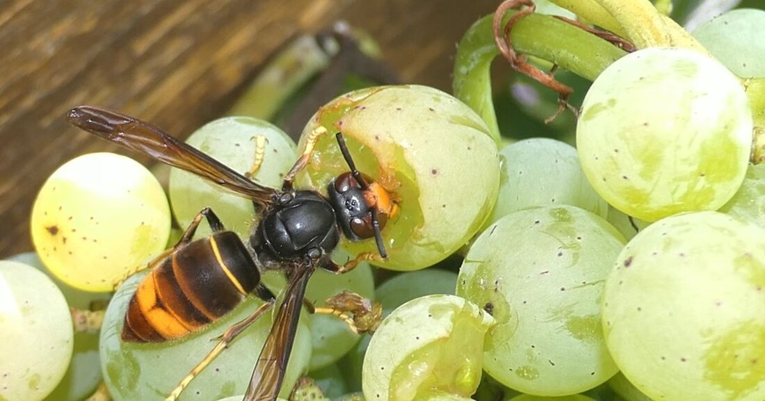 Im August 2025 wurden erstmals Nester der Asiatischen Hornisse im Kanton Zug entdeckt. Promptes Handeln sicherte die Bienen.