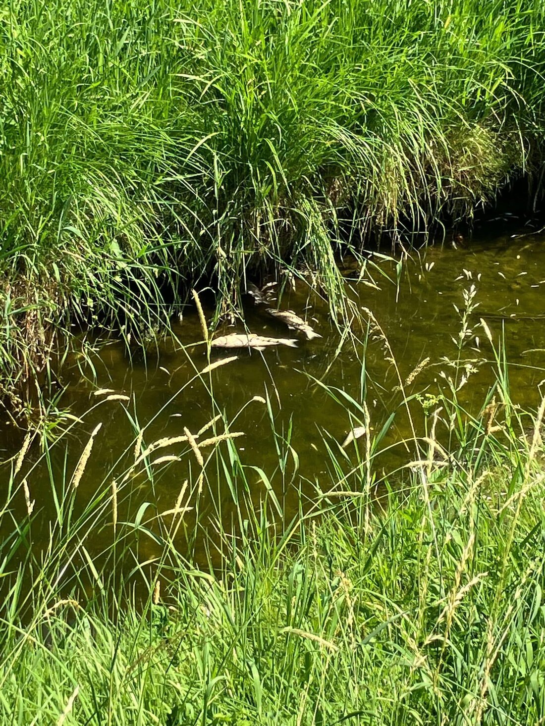 In Weinfelden verendeten zahlreiche Fische im Giessen wegen zu warmem Wasser. Kantonspolizei warnt vor Wasserentnahmeverbot.