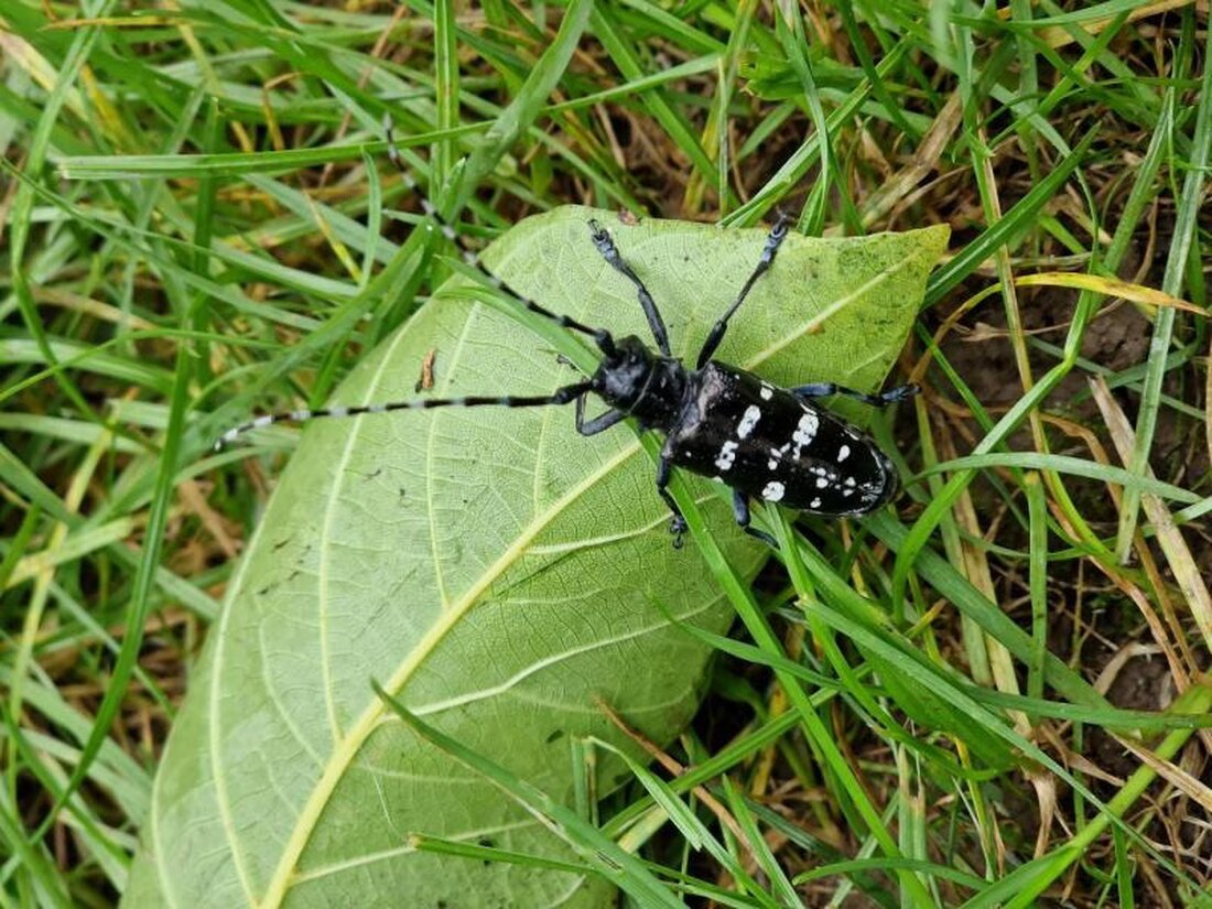 In Pierrafortscha wurde ein neuer Herd des Asiatischen Laubholzbockkäfers entdeckt, Maßnahmen zur Bekämpfung beginnen bald.