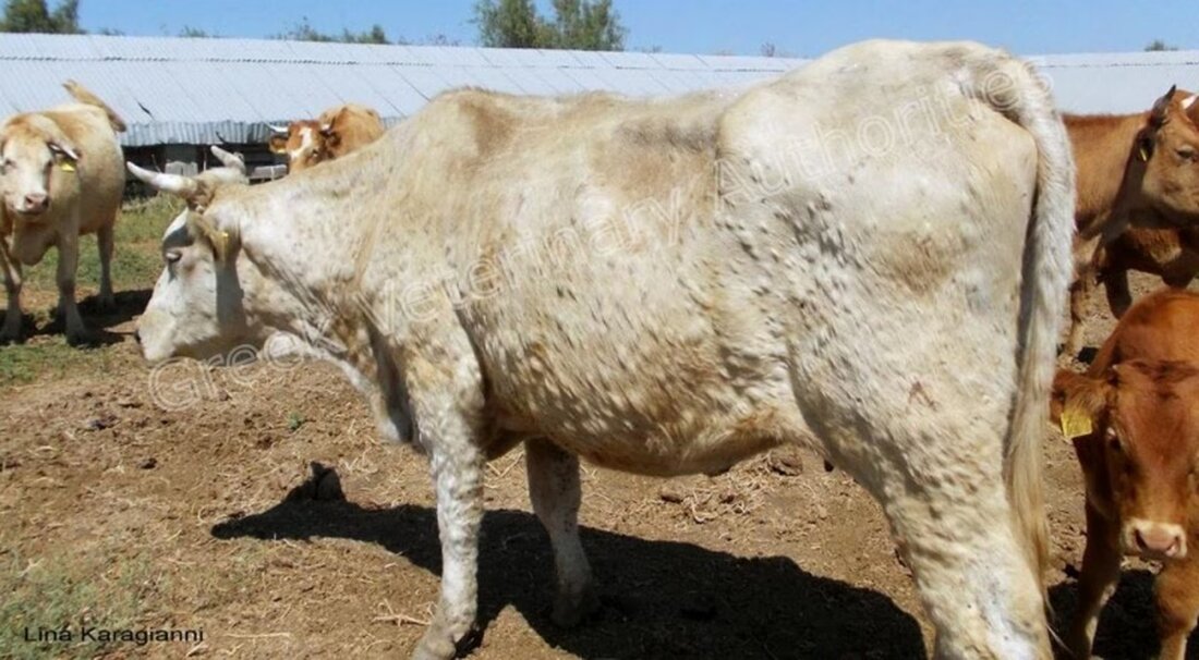 In Italien und Frankreich wurden Fälle von Lumpy Skin Disease gemeldet. Das BLV prüft mögliche Impfmaßnahmen gegen die Erkrankung.