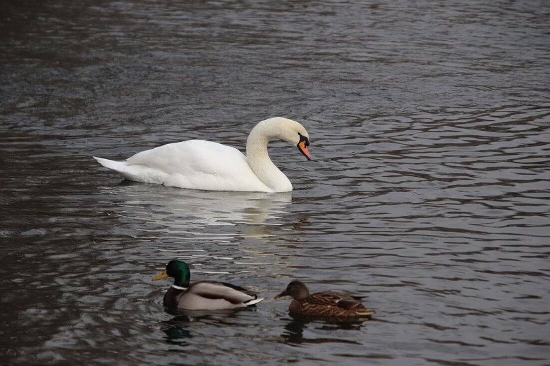 Ab dem 25. November 2025 gelten in der gesamten Schweiz erweiterte Schutzmassnahmen gegen die Vogelgrippe zur Eindämmung der Seuche.