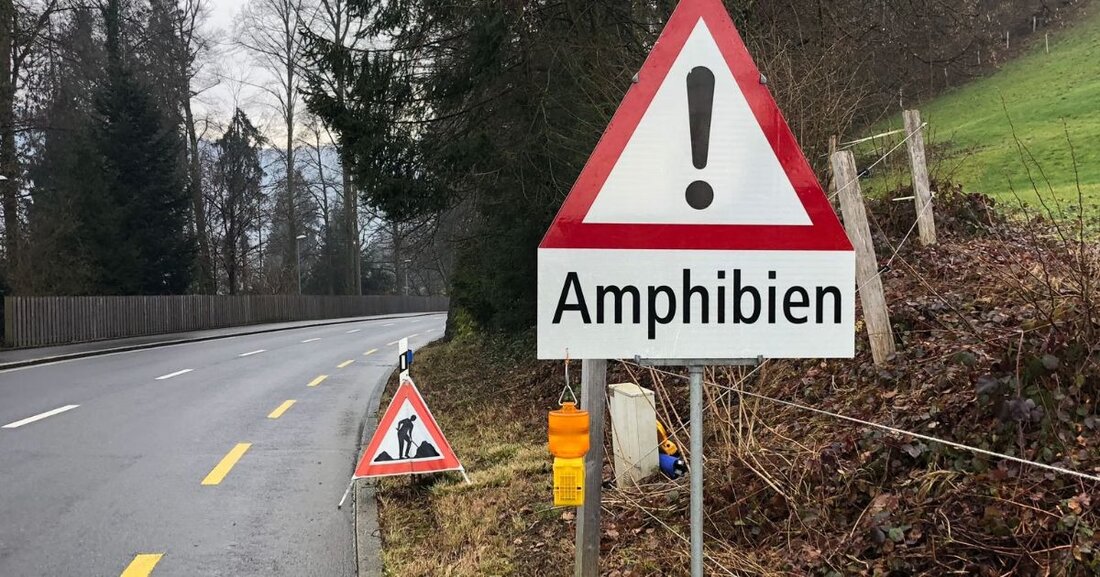 Im Kanton Zug wandern derzeit tausende Amphibien zu ihren Laichgewässern. Ehrenamtliche helfen, Straßen sicher zu überqueren.