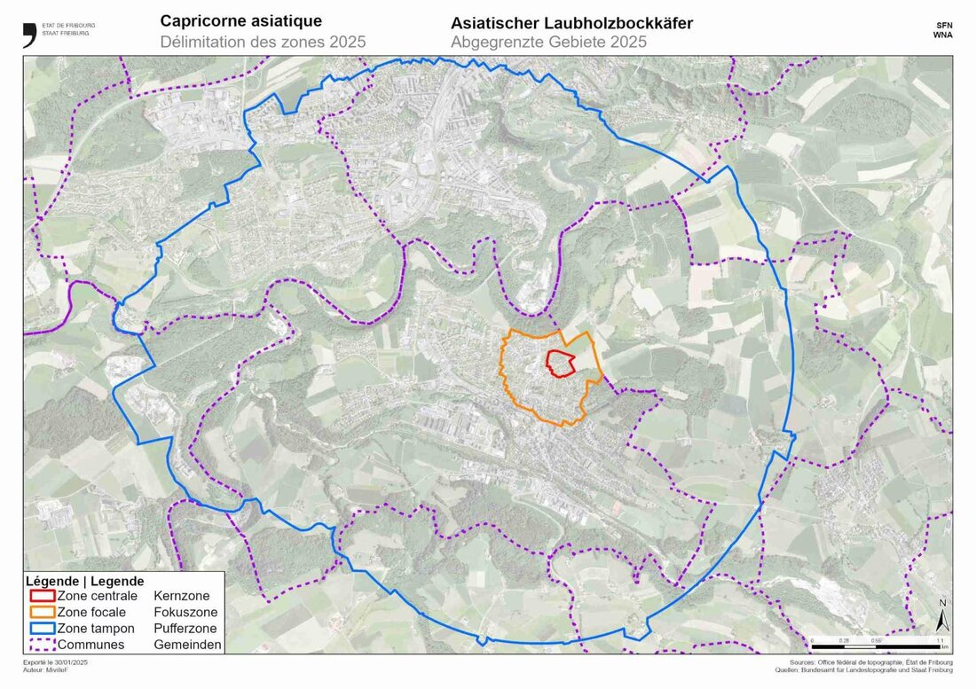 Entdeckung des Asiatischen Laubholzbockkäfers in Marly 2024 zwingt zu umfangreichen Fällungen und Anpassung der Schutzzonen.