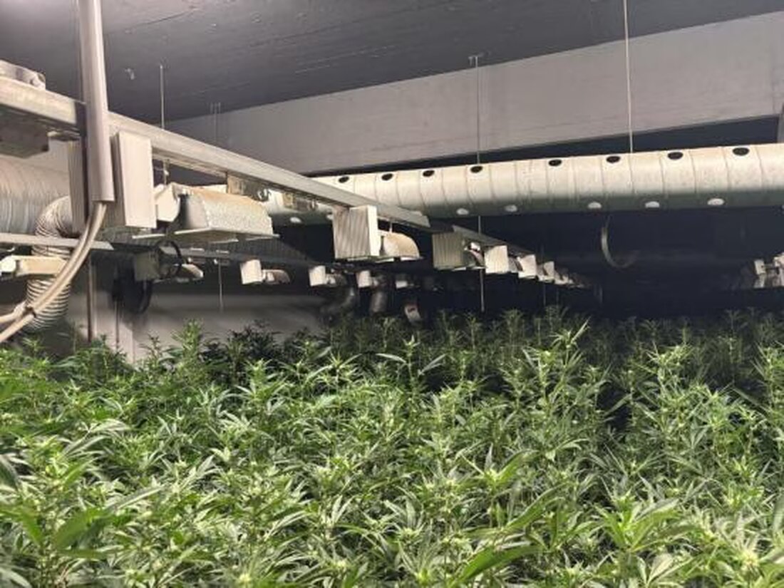 In Dietlikon wurde eine illegale Indoor-Hanfanlage mit 1700 THC-Pflanzen entdeckt. Der Betreiber, ein 29-jähriger Kosovare, wurde festgenommen.