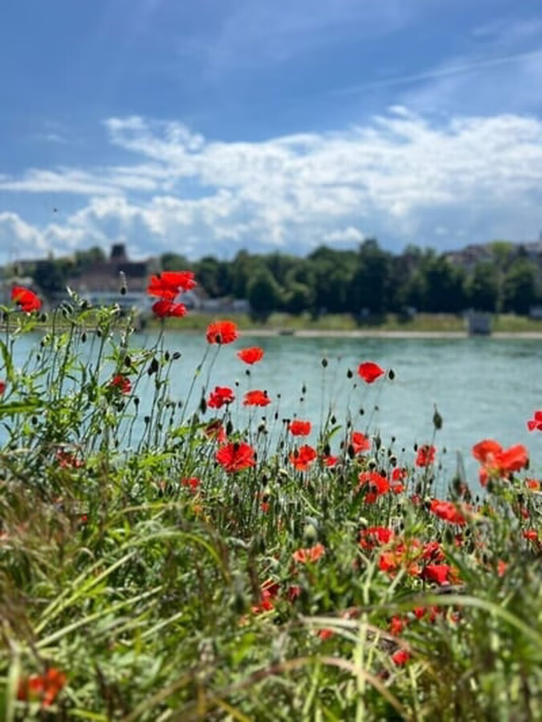 Regierungsrat Basel genehmigt 1,2 Millionen Franken für nachhaltige Stadtgrün-Maßnahmen. Ziel: Gold-Label 2028.