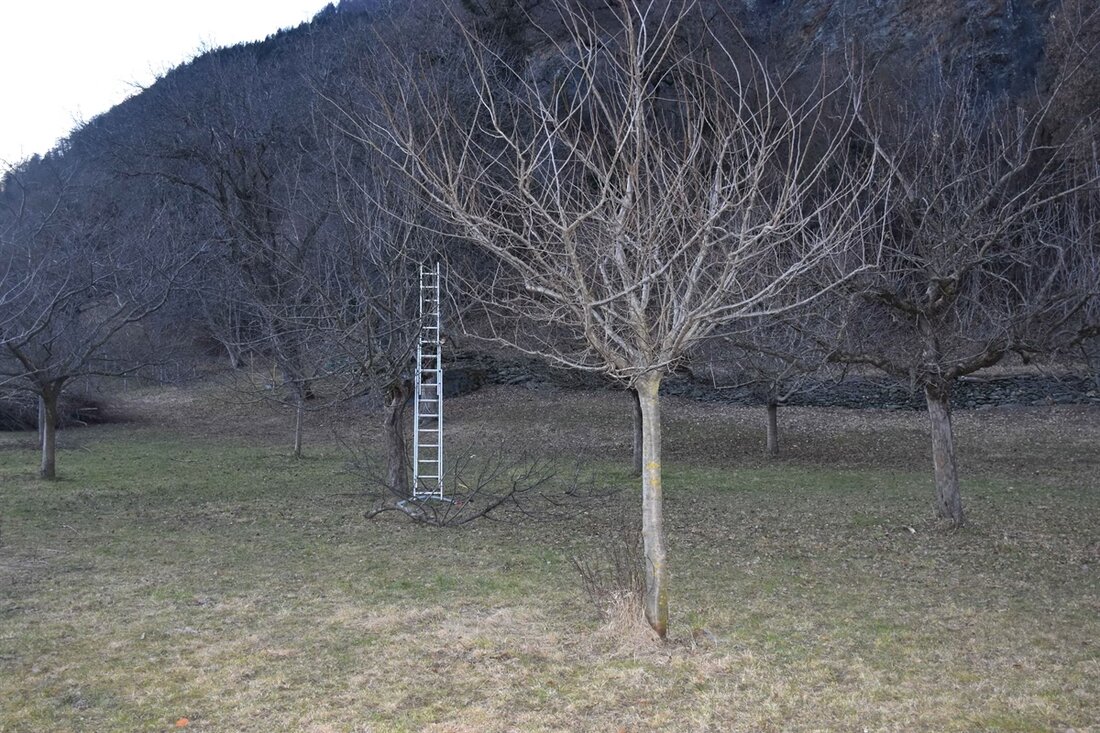 Ein 44-jähriger Mann verunfallte bei Baumpflegearbeiten in Felsberg und wurde schwer verletzt ins Kantonsspital Graubünden geflogen.