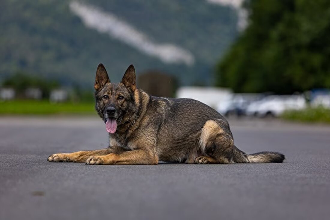 Ein 44-Jähriger versuchte in Stans NW, einer Polizeikontrolle zu entfliehen. Er wurde unter Drogeneinfluss und ohne Führerschein gefasst.