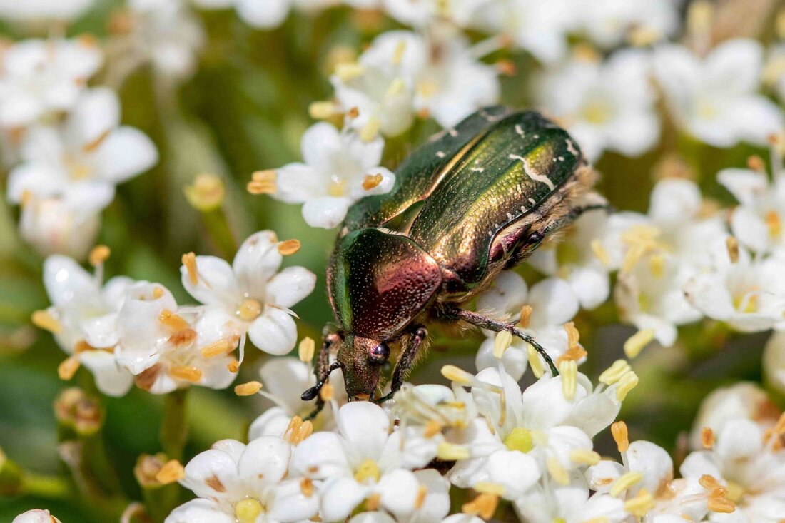Entdecken Sie die faszinierende Welt des Goldglänzenden Rosenkäfers – ein Glücksbringer für Ihren Garten, der Nährstoffe transformiert.