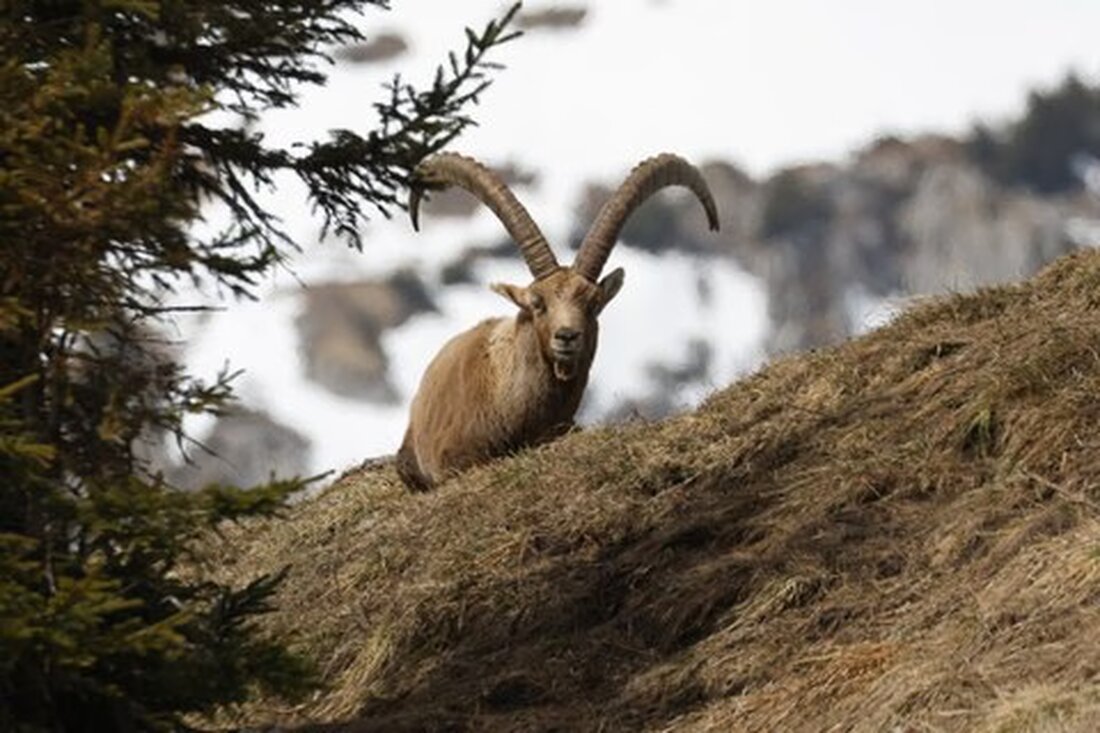 Die Jagd auf Schalenwild 2025/26 ist beendet. Erlegungszahlen über Vorjahr bei Rot-, Reh- und Gamswild. Erfolgreiche Saison!