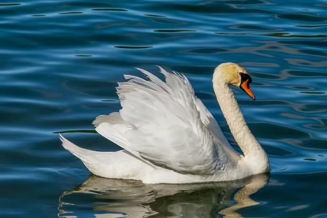 Im Kanton Uri wurde Vogelgrippe bei einem Schwan festgestellt. Maßnahmen zur Eindämmung des Virus werden umgesetzt.