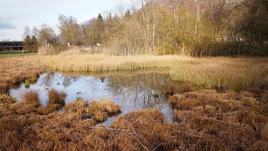 Die ökologische Sanierung des Schutzgebiets Feldbach in Mollis bietet Lebensraum für Amphibien und Naherholung für Besucher.