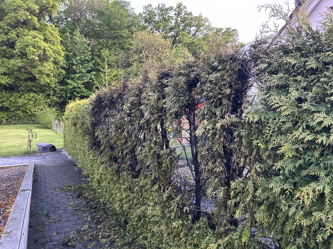 In Kreuzlingen brannte eine Thuja-Hecke während Abflammarbeiten. Die Feuerwehr war schnell vor Ort, Sachschaden blieb gering.