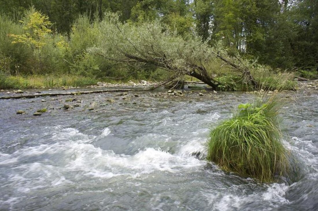 Die Flussfischerei in Freiburg startet am 2. März mit neuen Vorschriften zur Fischbestandssicherung und verbesserten Regelungen.