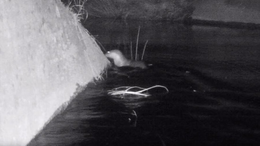 Der Fischotter kehrt zurück nach Glarus: Ein Fotobeweis dokumentiert seine Wiederentdeckung am Linthkanal. Herausforderungen für die Fischpopulation stehen bevor.