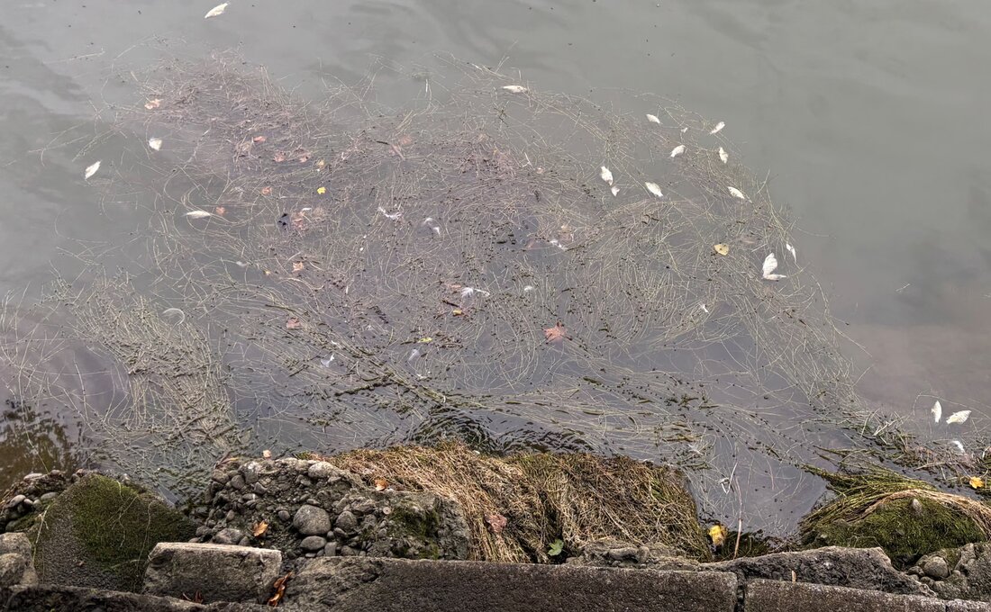 In Egnach verendeten hunderte Fische im Wiilerbach. Die Ursache des Fischsterbens wird von Fachleuten untersucht.