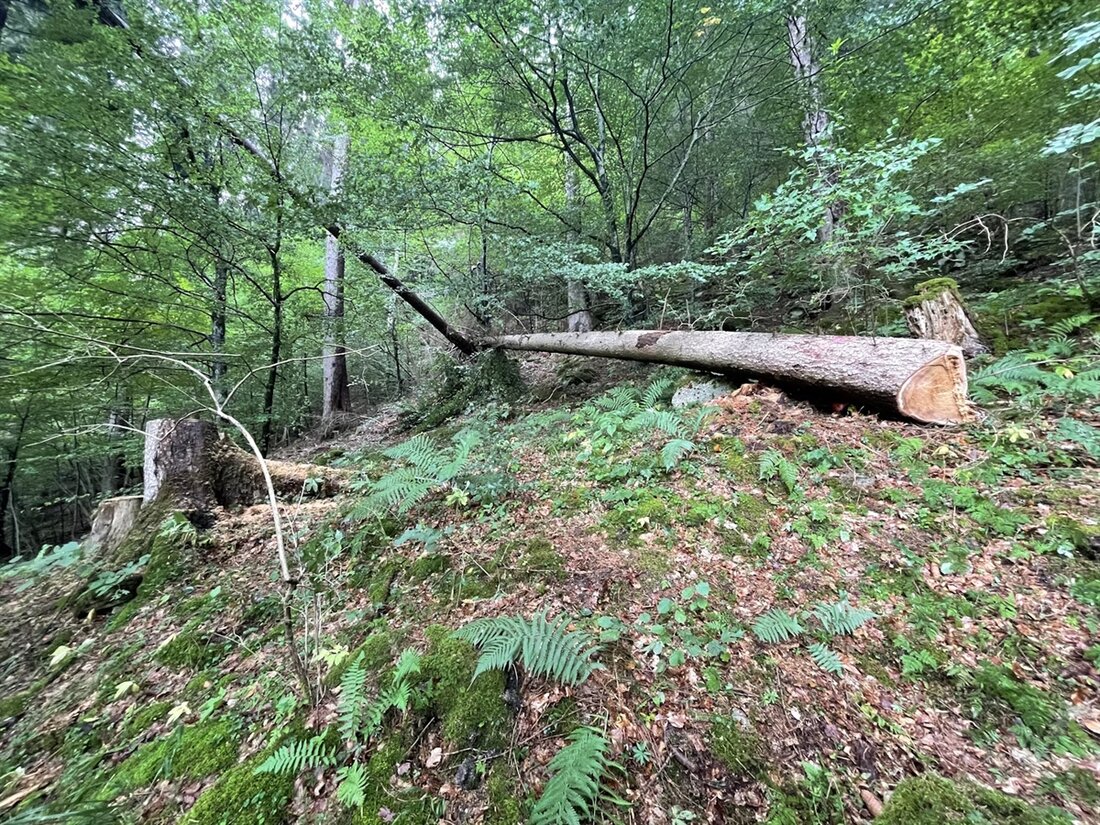 In Ilanz verletzte ein umfallender Baum einen 21-jährigen Forstarbeiter schwer. Erste Hilfe und Rettung erfolgreich.