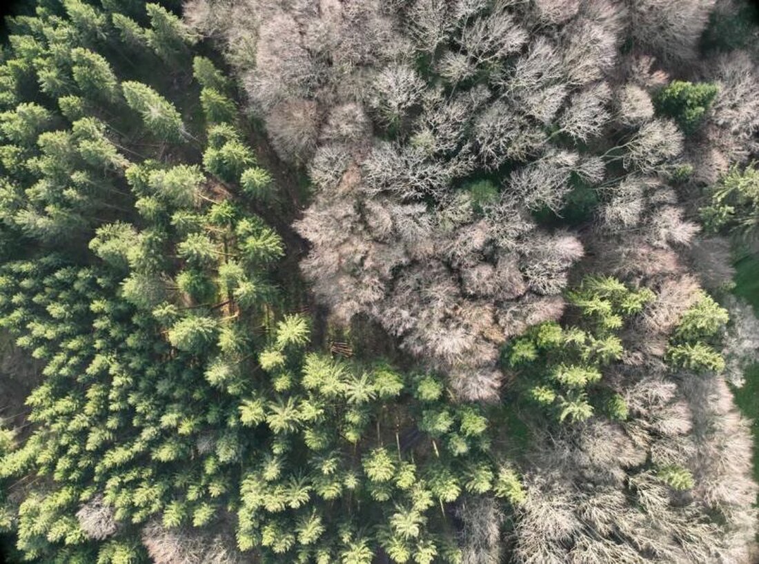Der Kanton Freiburg subventioniert Holzschläge zur Anpassung der Wälder an den Klimawandel, um Biodiversität und Sicherheit zu fördern.