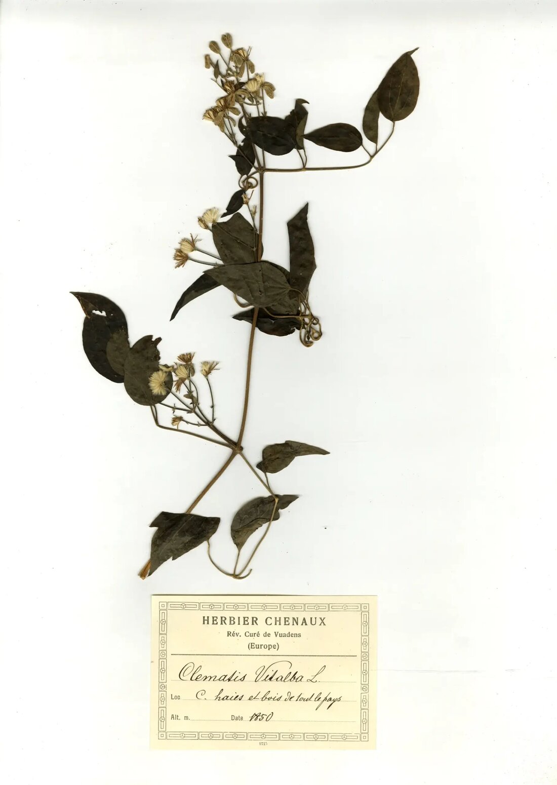 Entdecken Sie die Gewöhnliche Waldrebe, ein geschätztes, aber gefürchtetes Pflanze in der Schweiz, das Geschichte und Gärtner herausfordert.