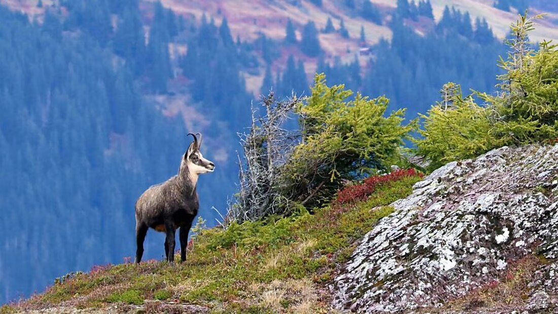 Glarnerland startet eine Sensibilisierungskampagne für nachhaltigen Tourismus, um Natur und Artenvielfalt zu schützen.