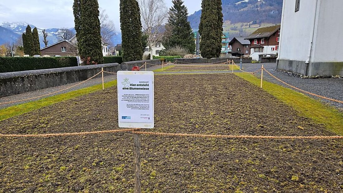 Kanton und Gemeinden Glarus fördern Wildblumenwiesen für Biodiversität. Infoanlass am 27. März 2025 im Gesellschaftshaus Ennenda.