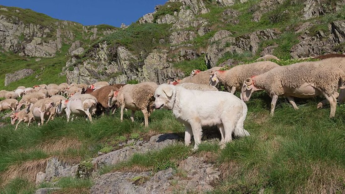 Im Kanton Glarus soll die Abgeltung für Tierhalter bei Wolfsschäden neu geregelt werden. Memorialsantrag fordert faire Entschädigungen.