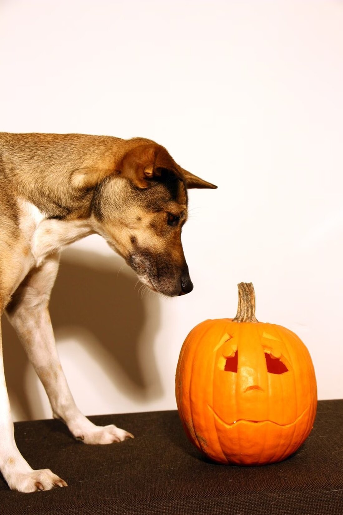Halloween kann für Haustiere stressig sein. VIER PFOTEN gibt Tipps, wie Hunde und Katzen den Gruseltag entspannt erleben können.