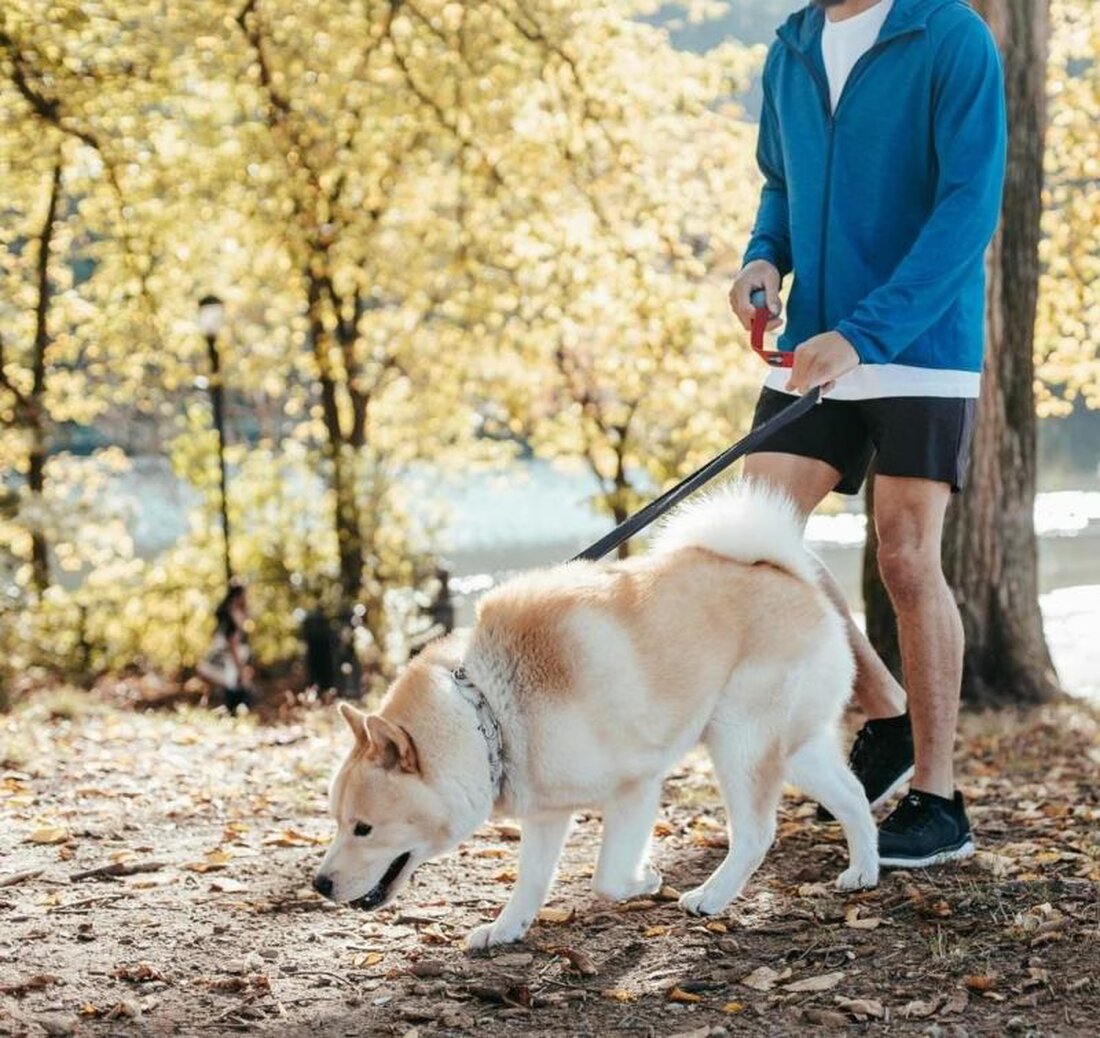 Im Wald herrscht von April bis Juli Leinenpflicht für Hunde, um Wildtiere zu schützen. Verstöße können bestraft werden.