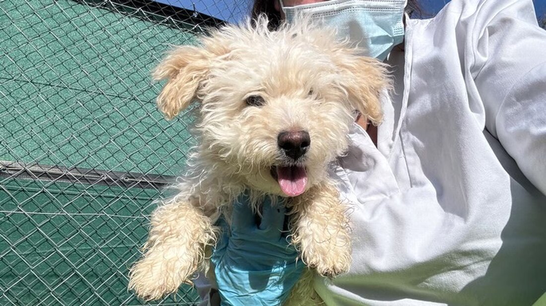 Der Zürcher Tierschutz berichtet über das traurige Schicksal des illegalen Welpen Idefix und warnt vor unseriösen Käufen.