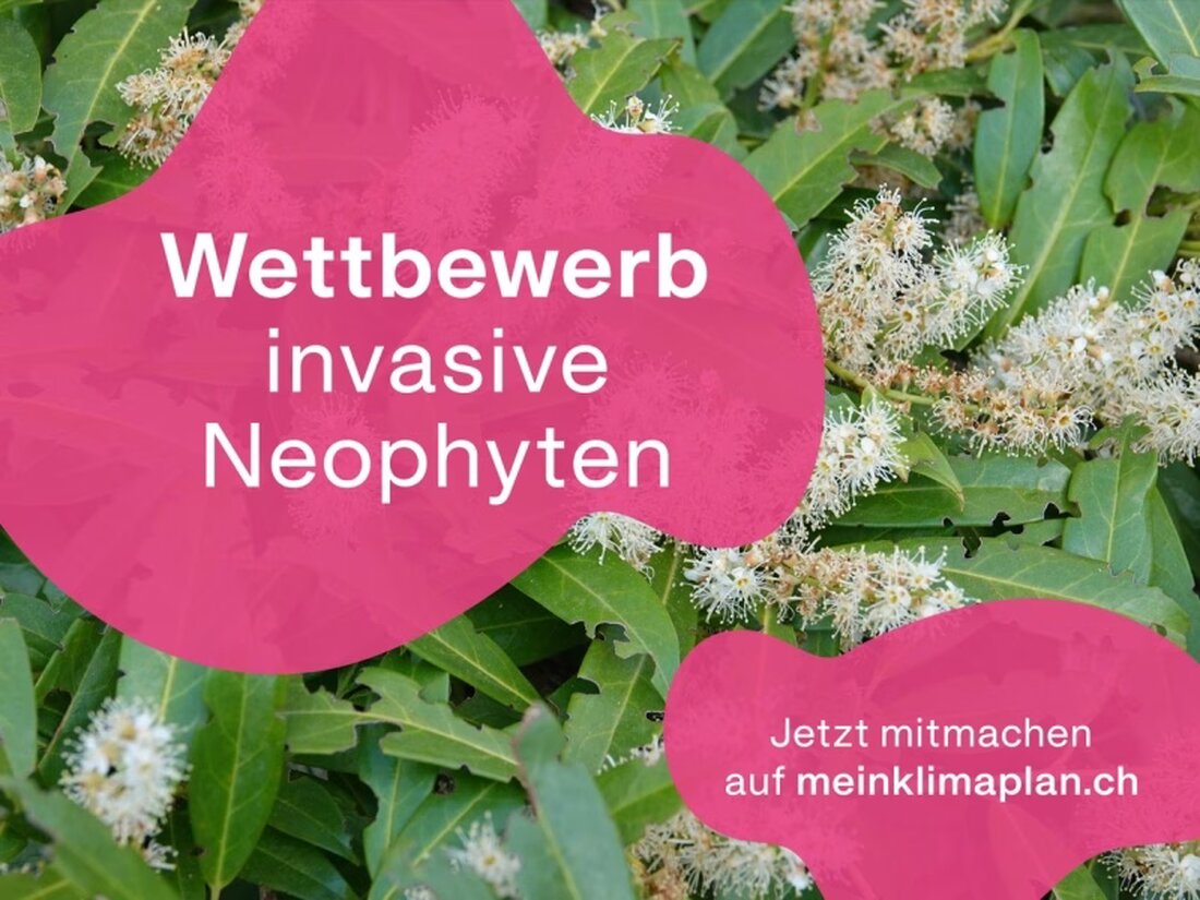 Freiburg sensibilisiert für invasive Pflanzen: Teilnahme am Wettbewerb von Mein Klimaplan bis 15. September möglich. Gewinnen Sie tolle Preise!