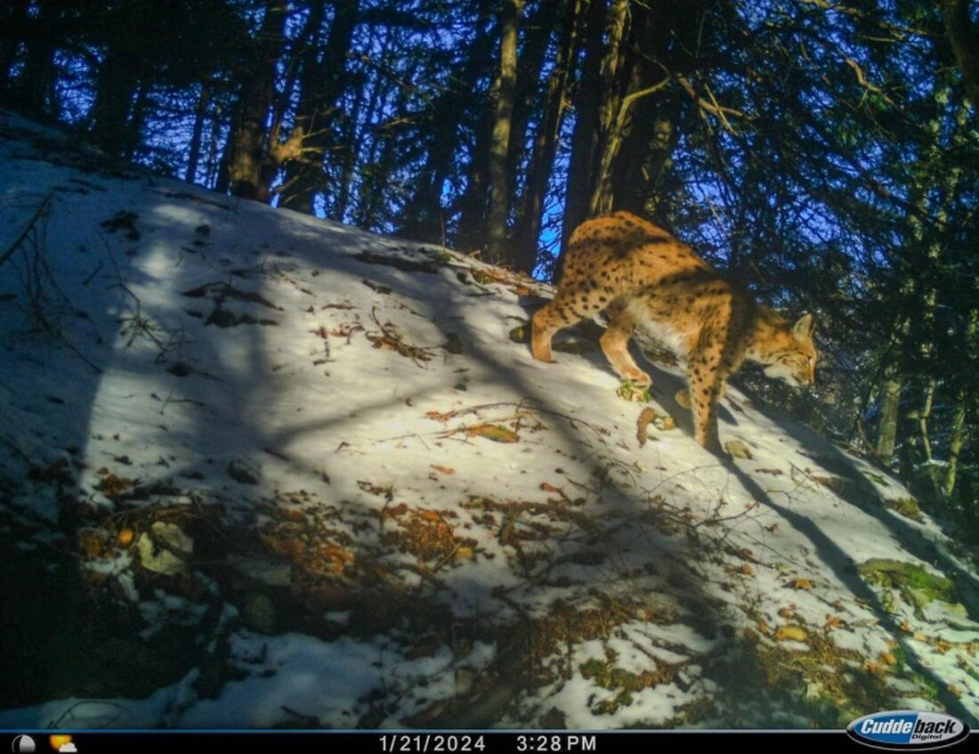 Junger, illegal gefangener Luchs wird am 1. Dezember 2025 in Freiburg befreit und in seinen natürlichen Lebensraum entlassen.