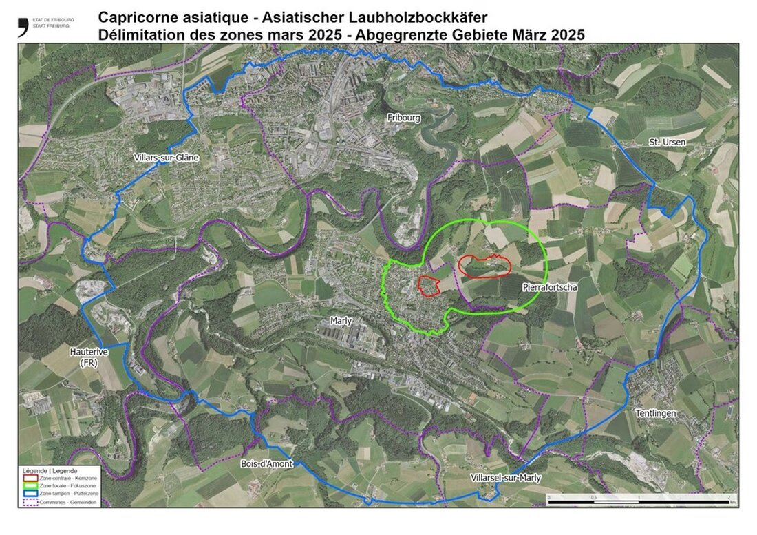Eine Allgemeinverfügung über phytosanitäre Fällungen in Pierrafortscha schützt vor dem Asiatischen Laubholzbockkäfer. Bis Ende März sind 485 Bäume betroffen.