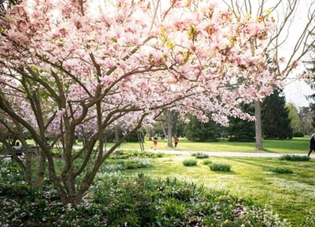 Der Schweizer Heimatschutz vergibt den Schulthess Gartenpreis 2025 an Basel für den Kannenfeldpark – Preisverleihung am 28. Juni.