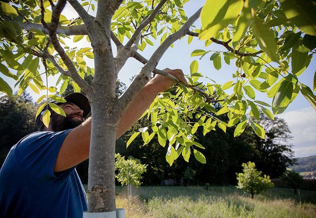 Der Entwurf zum Klimareglement geht vom 7. Februar bis 9. Mai 2025 in die Vernehmlassung, um Klimaziele im Kanton zu erreichen.