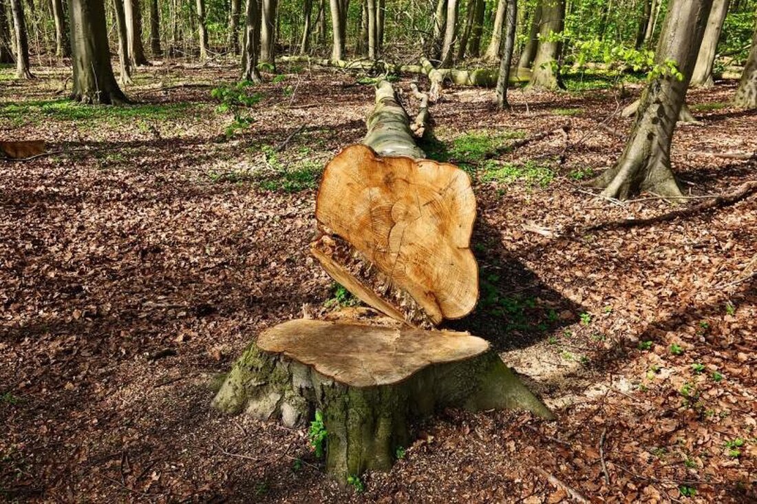 Das WNA startet am 6. Januar 2025 einen Holzschlag in Rossens zur Waldverjüngung. 170 Buchen werden entfernt, um Klimaresistenz zu fördern.