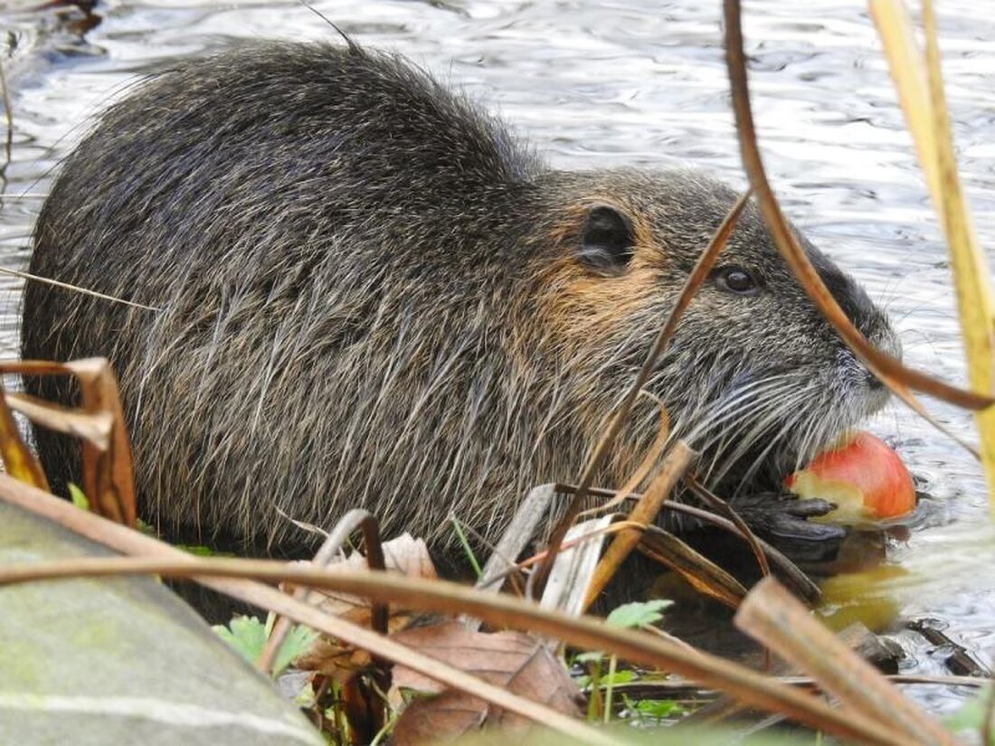 Über 10.000 Schülerinnen und Schüler aus Freiburg nehmen an der Klimawoche teil, um Biodiversität aktiv zu fördern und zu erleben.