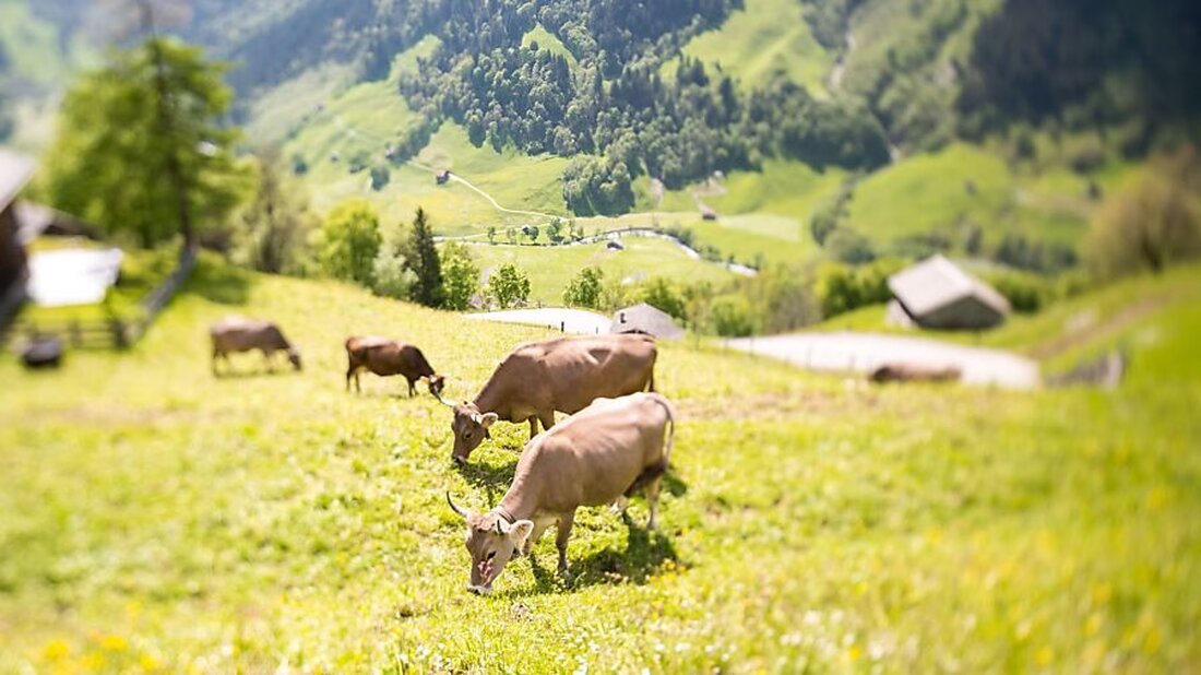 Der Regierungsrat Glarus startet die Vernehmlassung zur Revision des Landwirtschaftsgesetzes, um dem Strukturwandel entgegenzuwirken.