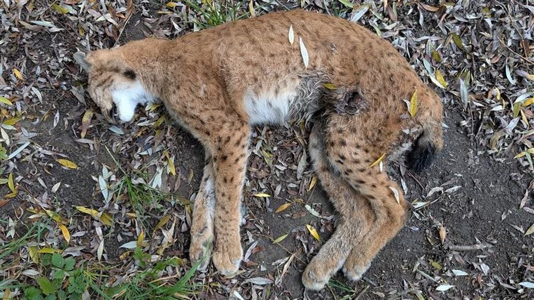 Im Greyerzbezirk wurde ein geschützter Luchs tot aufgefunden, Opfer von Wilderei. Hinweise zur Ergreifung des Täters gesucht.