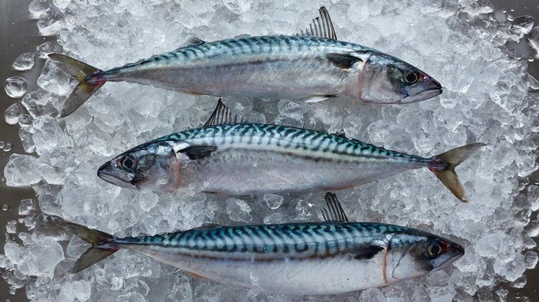 Neue wissenschaftliche Empfehlungen fordern eine Fangmengenkürzung um 77% für überfischte nordostatlantische Makrelen.