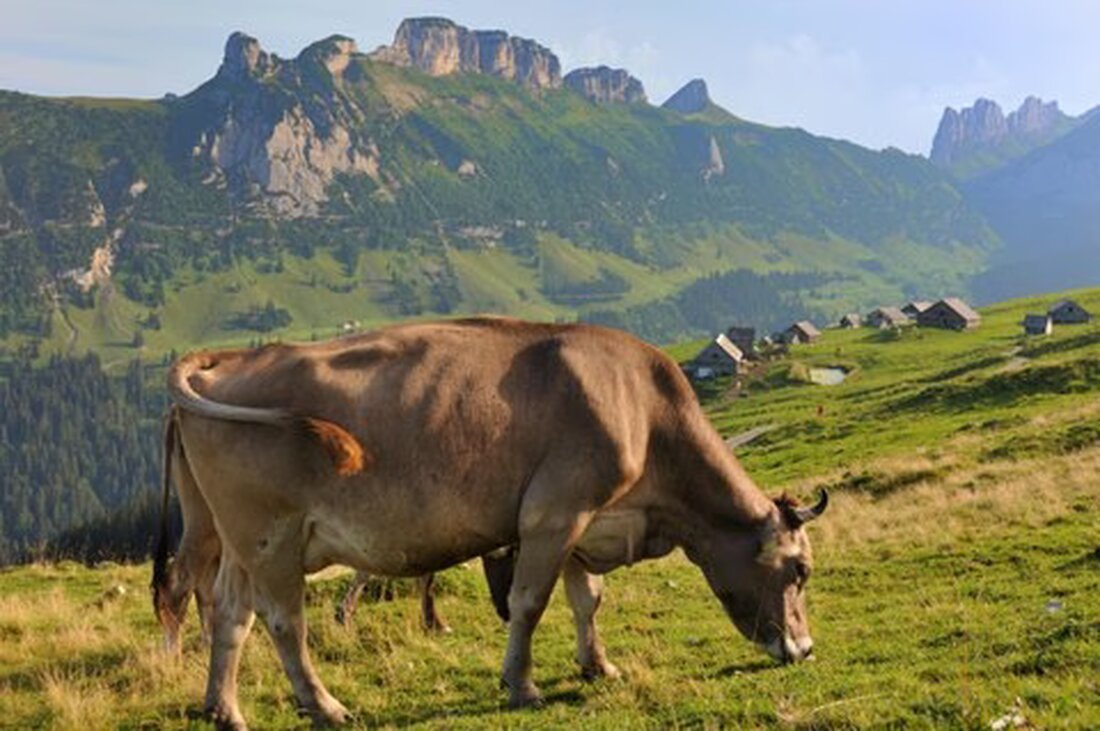 Sieben Betriebe aus Appenzell I.Rh. starten ein dreijähriges Projekt zur Reduktion von Ammoniakemissionen in der Milchviehfütterung.
