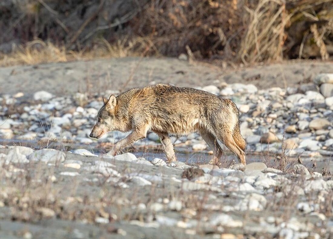 Der Kanton Neuenburg zeigt den Film „Defend the Wolf“. Wildtierschutz Schweiz prüft rechtliche Schritte gegen strafrechtliche Vorwürfe.